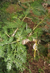 Vachellia kosiensis