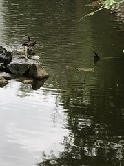 Dendrocygna autumnalis