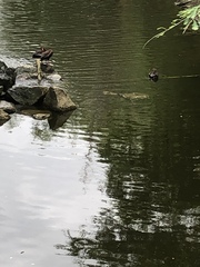 Dendrocygna autumnalis