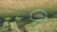 Neoniphon vexillarium