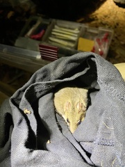 Carpentarian Dunnart photo 2