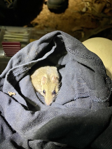 Carpentarian Dunnart (Sminthopsis butleri) — Vulnerable Mammalia