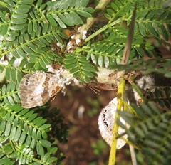 Vachellia kosiensis