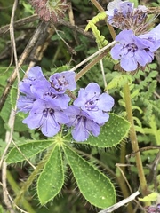 Phacelia grandiflora