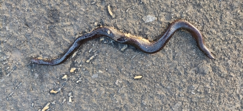 Dark-brown Caecilian, Uraeotyphlus oxyurus