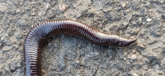 Dark-Brown Caecilian photo 1