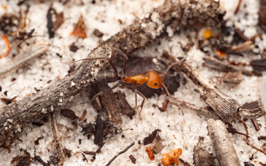 Iridomyrmex discors from Minnie Water NSW 2462, Australien on September
