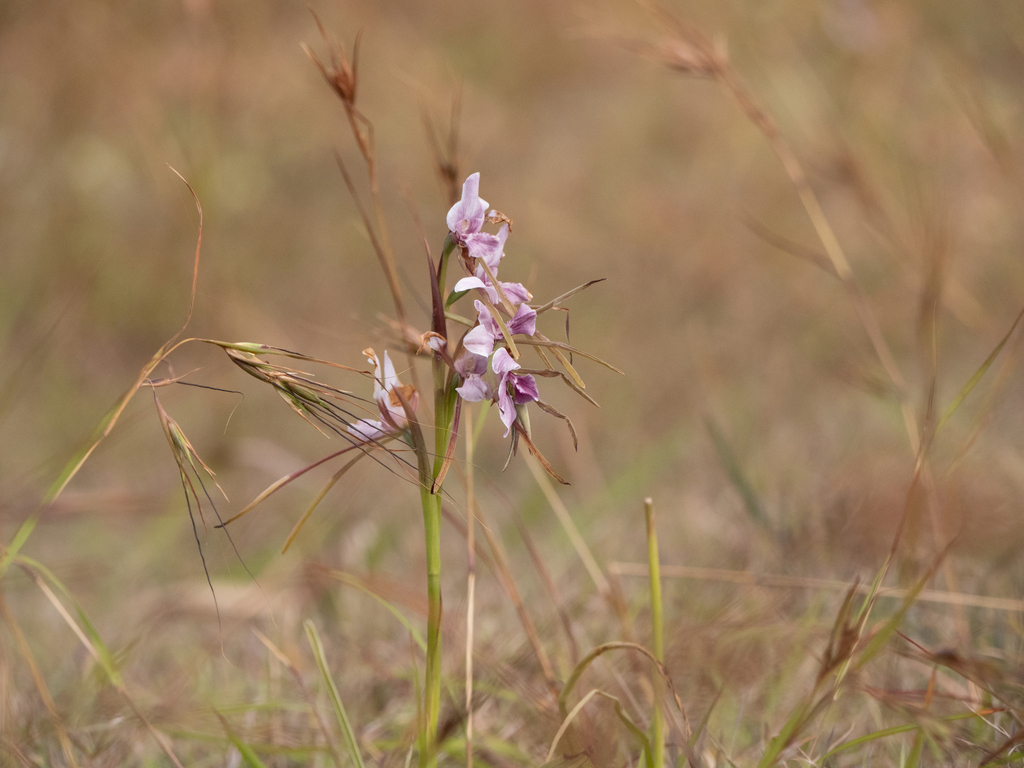 Diuris punctata