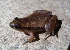 Hmong Narrow-Mouth Frog photo 2