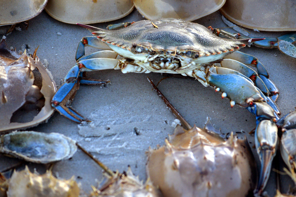 Atlantic Blue Crab From Hilton Head Island SC USA On November 3 2023 atlantic-blue-crab-from-hilton-head-island-sc-usa-on-november-3-2023
