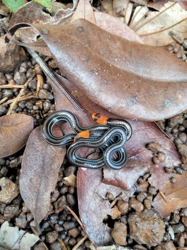 Photo of a Lumholz's Reed Snake (Calamaria lumholtzi)