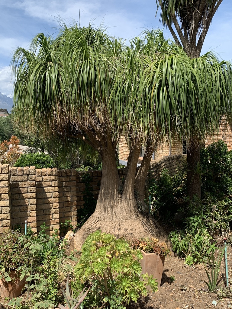 Ponytail palm trunk detail