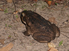 Rhinella marina