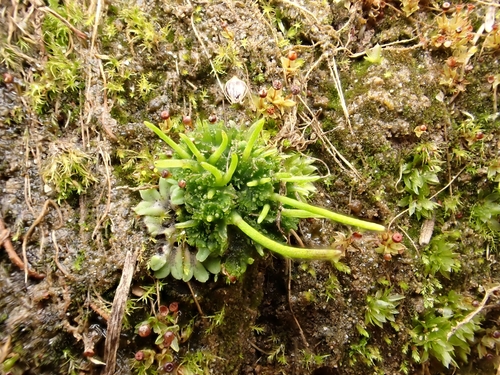 Image of Anthoceros agrestis by no rights reserved