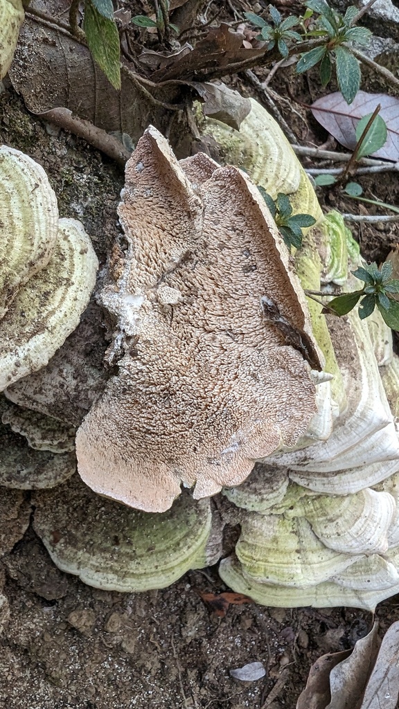 Trichaptum biforme · November 2023 · photo: © atsushi_nakajima_cirque (iNaturalist, cc-by)