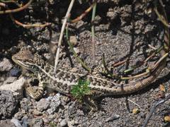 Stenocercus guentheri