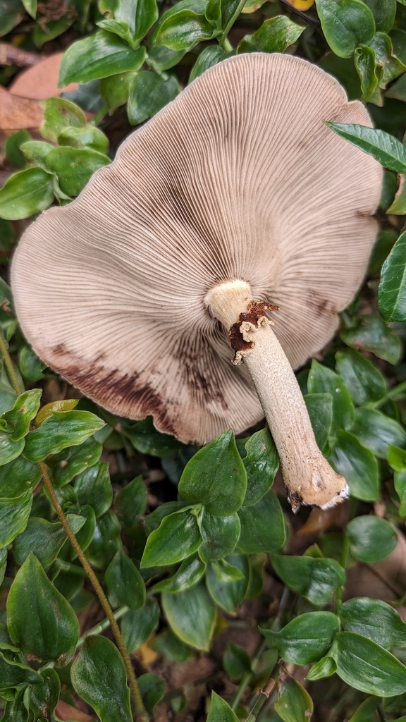Cyclocybe cylindracea · November 2023 · photo: © atsushi_nakajima_cirque (iNaturalist, cc-by)