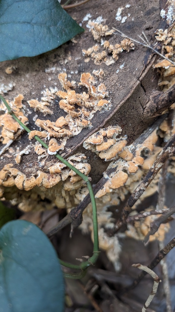 Irpex consors · November 2023 · photo: © atsushi_nakajima_cirque (iNaturalist, cc-by)
