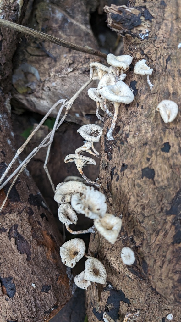 Lentinus squarrosulus · November 2023 · photo: © atsushi_nakajima_cirque (iNaturalist, cc-by)