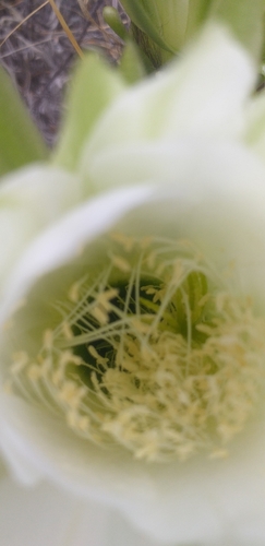 Image of Echinopsis bridgesii by no rights reserved
