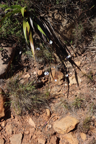 Image of Heliophila coronopifolia by (c) Tony Rebelo, some rights reserved (CC BY-SA)