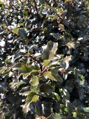 Ilex × meserveae