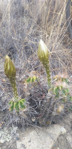 Image of Echinopsis bridgesii by no rights reserved