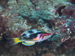 Exquisite Wrasse photo 4