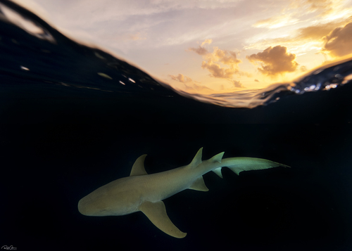 Tawny nurse shark (Nebrius ferrugineus) — Ginglymostomatidae