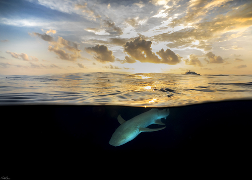 Photo of Tawny nurse shark (Nebrius ferrugineus)