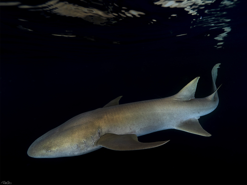 Photo of Tawny nurse shark (Nebrius ferrugineus)