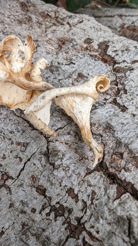 Lentinus squarrosulus