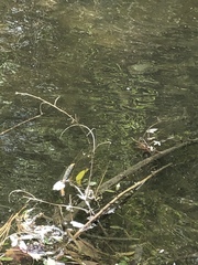 Trachemys scripta elegans