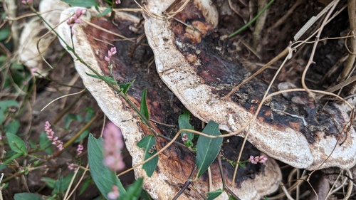 Vanderbylia fraxinea