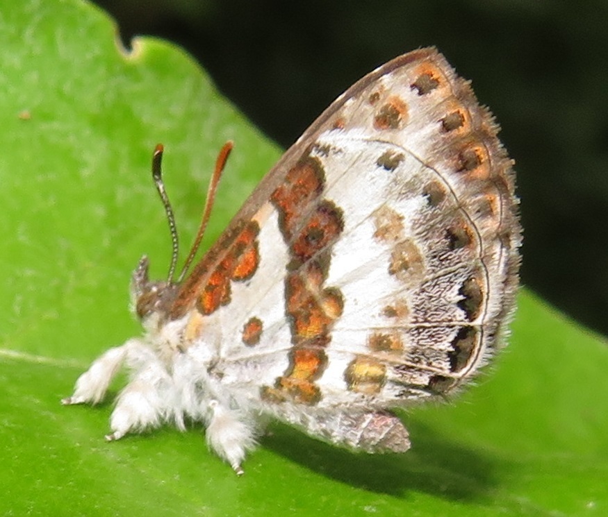 Woollylegs