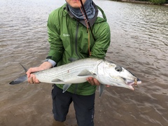 Indo-Pacific Bonefish photo 2
