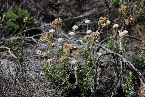 Image of Anaxeton arborescens by (c) Tony Rebelo, some rights reserved (CC BY-SA)