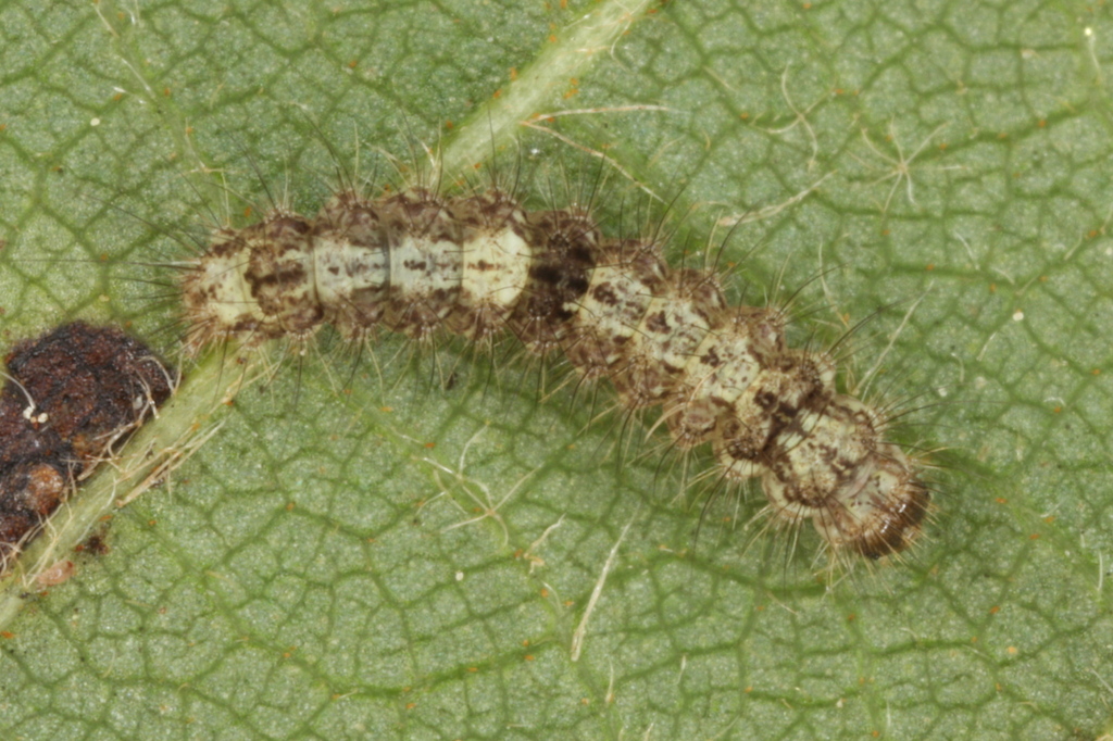 Buff Footman from 93437 Furth im Wald, Deutschland on September 3, 2008 ...