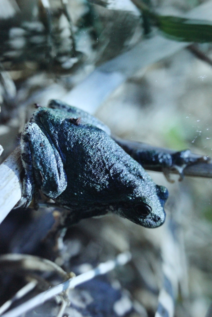 Gray Treefrog Species Complex from 美國明尼蘇達州法爾考高地 on May 23, 2015 at 10: ...
