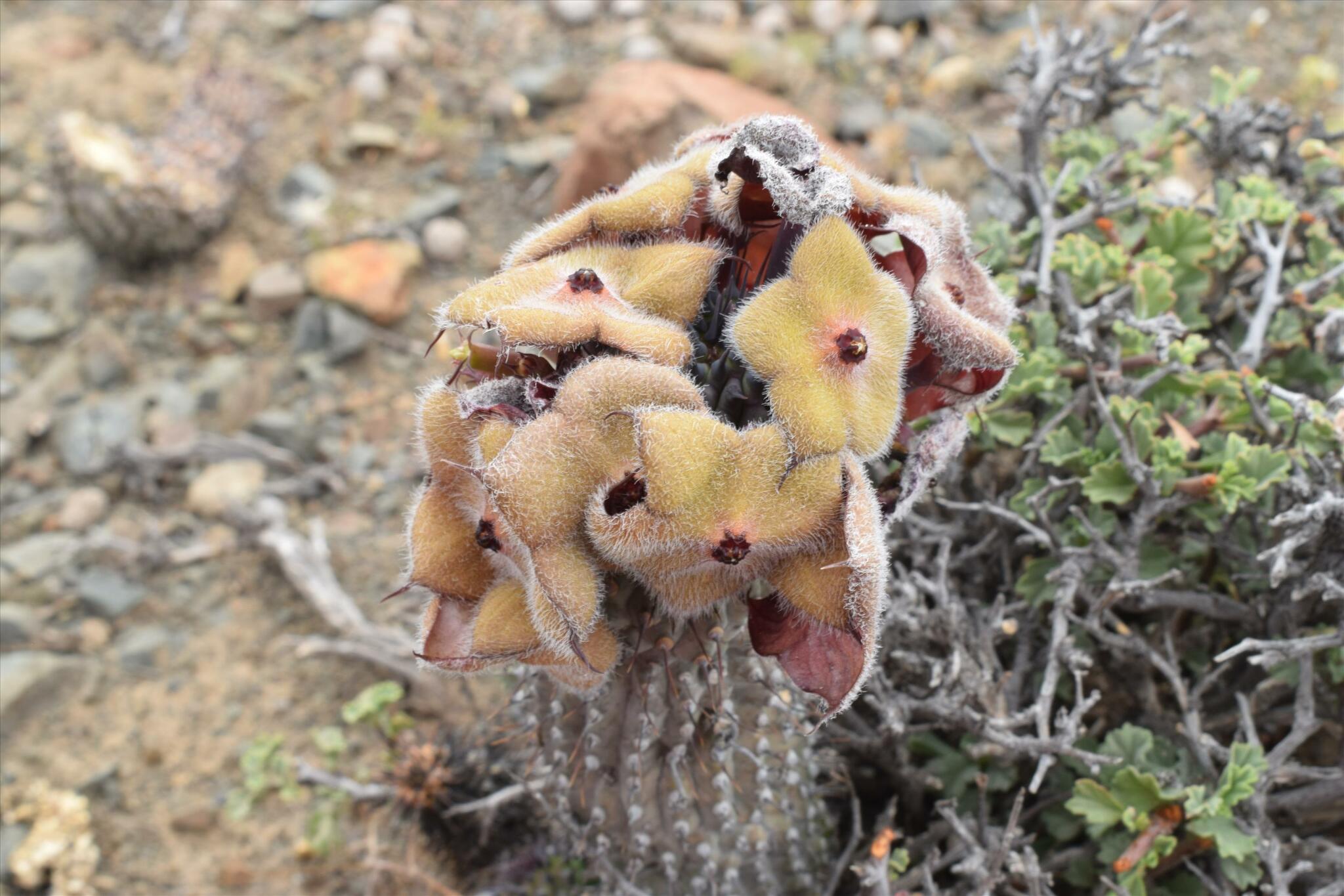 Hoodia dregei