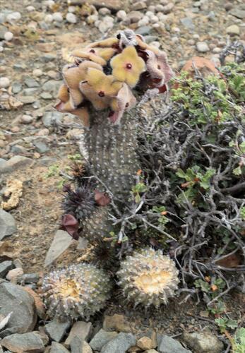 Hoodia dregei N.E.Br. 2