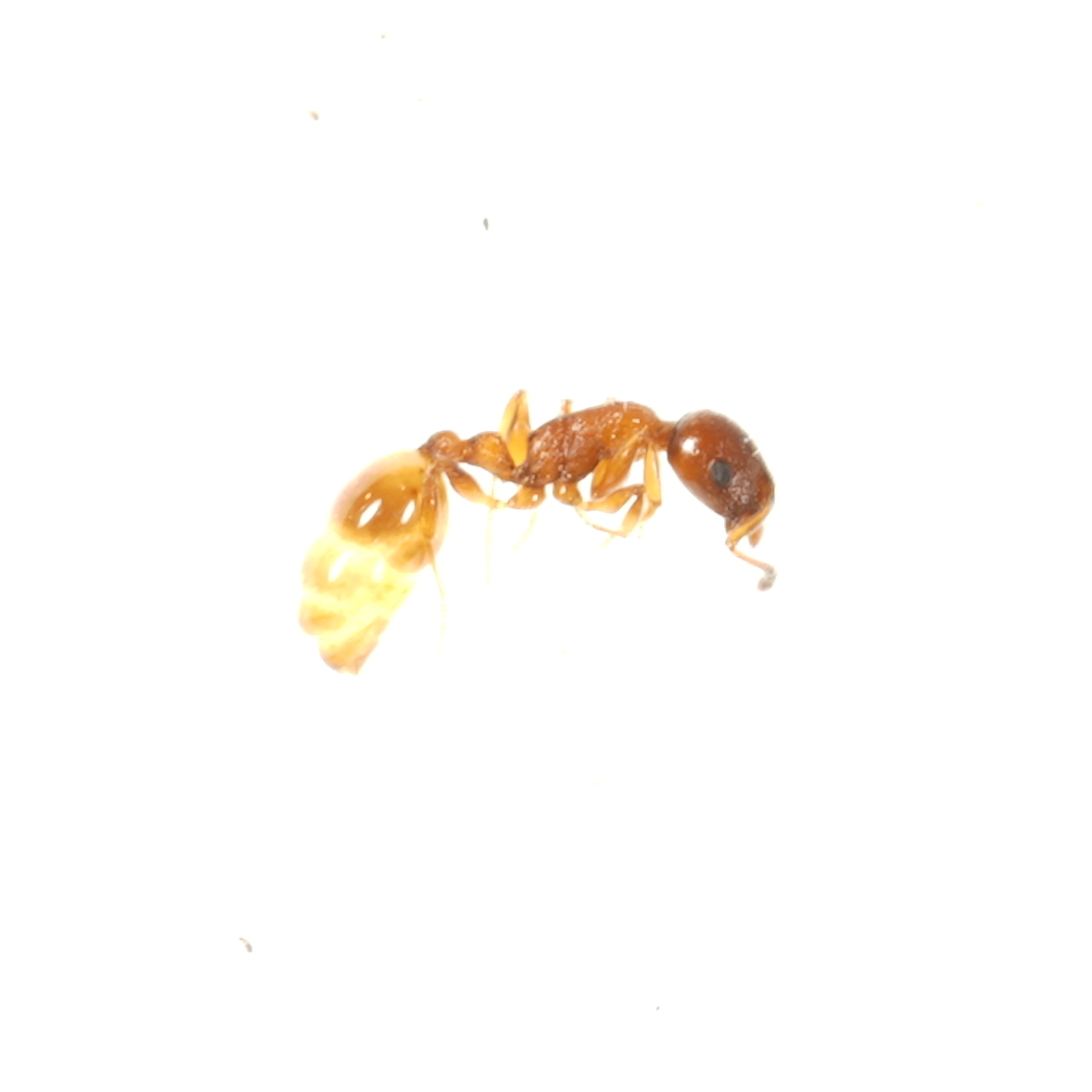 Temnothorax nadigi