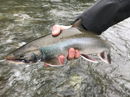 Arctic Char (Salvelinus alpinus) · iNaturalist
