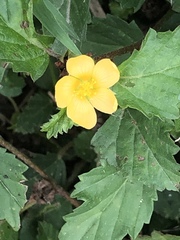 Malvastrum coromandelianum