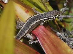 Stenocercus guentheri