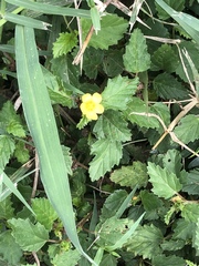 Malvastrum coromandelianum