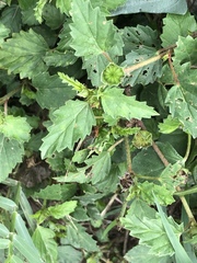 Malvastrum coromandelianum