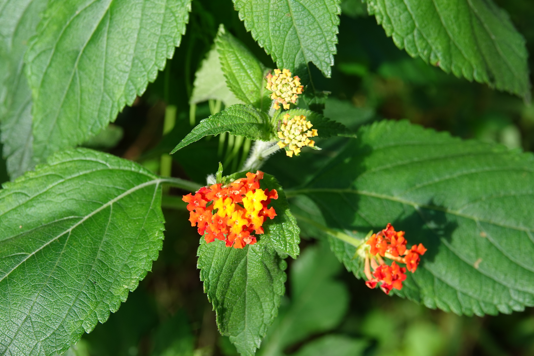 Lantana camara