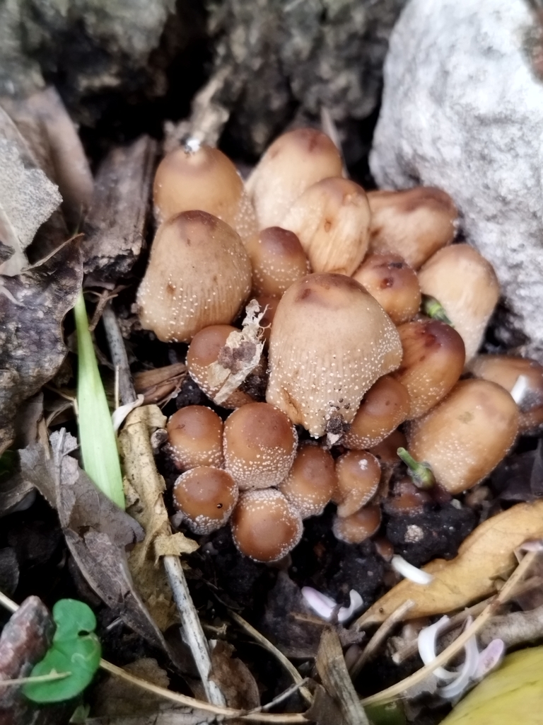 Coprinellus micaceus · November 2023 · photo: © seba_fornes (iNaturalist, cc-by)