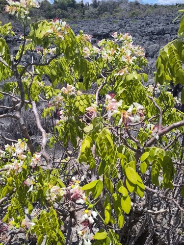 Foto de Flamboyant-branco